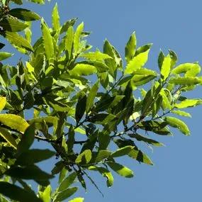 BAY TREE (Laurus nobilis) Img 1